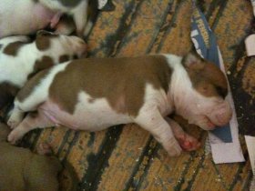 Sono nati i cuccioli di AmStaff - Da 1/4 di secolo BORDER COLLIE