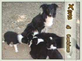 Xena di Cambiano - Da 1/4 di secolo BORDER COLLIE