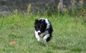 Rely - Da 1/4 di secolo BORDER COLLIE