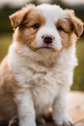 Le foto dei cuccioli di Border Collie!!! - Da 1/4 di secolo BORDER COLLIE