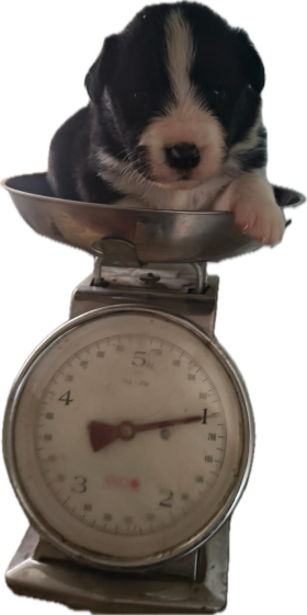 Cuccioli giugno 2025 - Da 1/4 di secolo BORDER COLLIE
