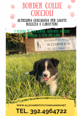 Cuccioli Ch. Borderstrand Tuscan M x Oorsita Tesla della Maschera di Tutankhamon - Da 1/4 di secolo BORDER COLLIE