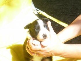 25/04/09 Sono nate le cucciole - BORDER COLLIE più di 20 anni