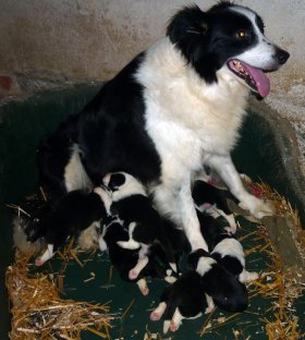 Border Collie cuccioli - Da 1/4 di secolo BORDER COLLIE