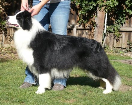 CH. IT. GREENPIRE BILLABONG - Da 1/4 di secolo BORDER COLLIE