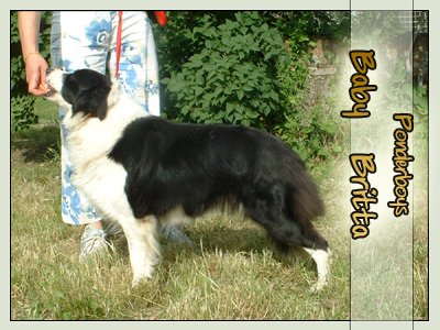 PONDERBOYS BABY BRITTA - Da 1/4 di secolo BORDER COLLIE