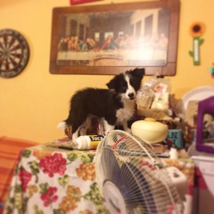 Cuccioli Border Collie disponibili - Da 1/4 di secolo BORDER COLLIE