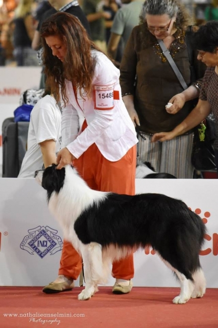 BORDERSTRAND AUSSIE STRIDER - Da 1/4 di secolo BORDER COLLIE