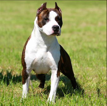 AmStaff femmina adulta in affidamento - Da 1/4 di secolo BORDER COLLIE