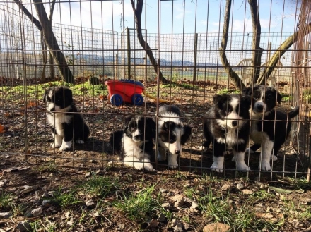 BORDER COLLIE CUCCIOLI - Da 1/4 di secolo BORDER COLLIE