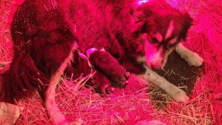 Border Collie cuccioli da Jackcrofter Eywa x Parckfarm at Mirk - BORDER COLLIE e AMSTAFF