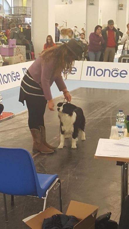 Expo Internaz. Trento e Nazionale Rovereto - Da 1/4 di secolo BORDER COLLIE