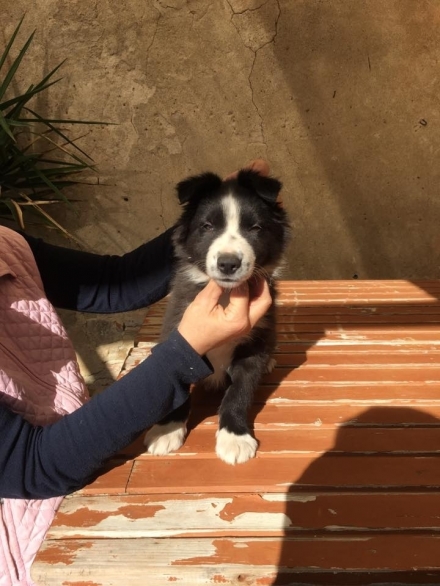 DISPONIBILI CUCCIOLI - Da 1/4 di secolo BORDER COLLIE