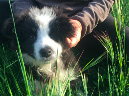 Ancora 2 splendide femmine Border Collie disponibili - Da 1/4 di secolo BORDER COLLIE