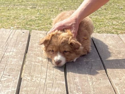 Cucciole Border Collie disponibili - Da 1/4 di secolo BORDER COLLIE