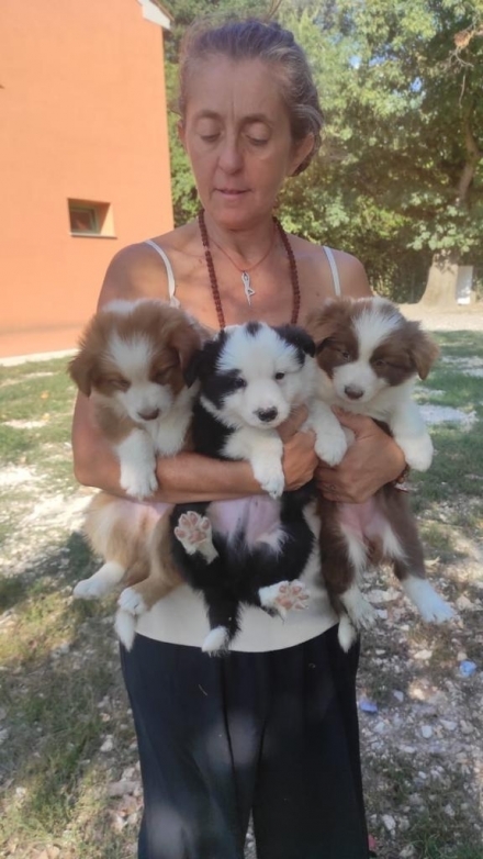 Cuccioli Mathis x Baby - Da 1/4 di secolo BORDER COLLIE