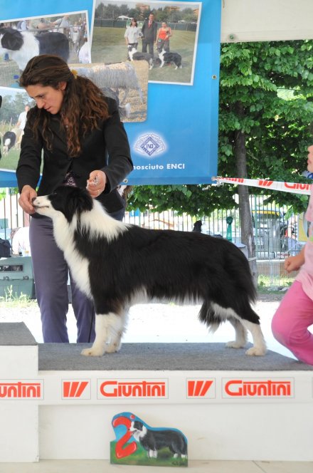 HOLLY DELLA MASCHERA DI TUTANKHAMON - Da 1/4 di secolo BORDER COLLIE