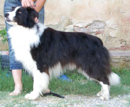 BLUESPLACE ROYAL BELL - Da 1/4 di secolo BORDER COLLIE