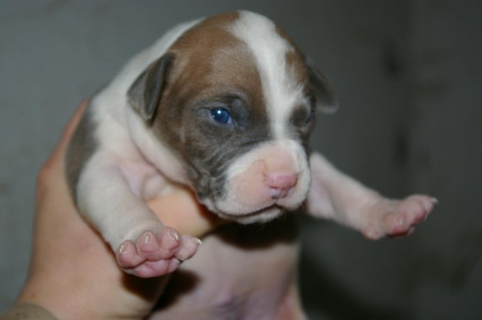 CUCCIOLO MASCHIO AMSTAFF - Da 1/4 di secolo BORDER COLLIE