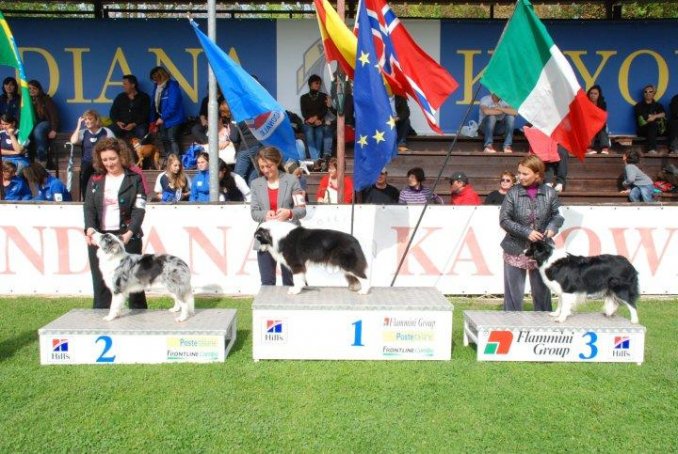 RADUNO IBC ROMA INDIANA CAYOWA - Da 1/4 di secolo BORDER COLLIE