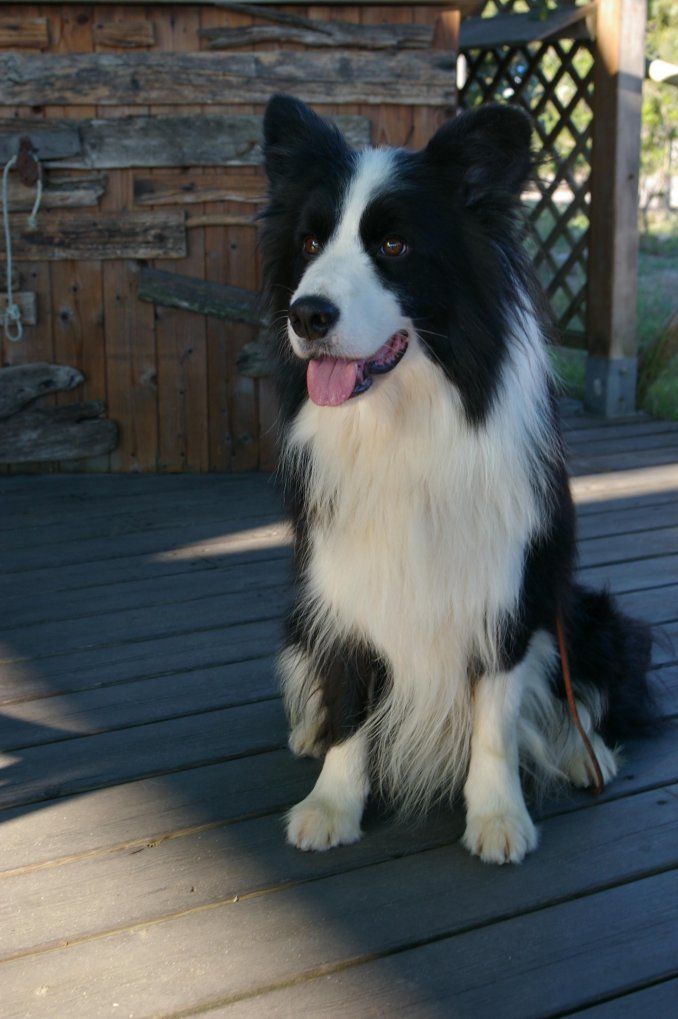 11/06/11 Expo Internazionale Pisa - Da 1/4 di secolo BORDER COLLIE