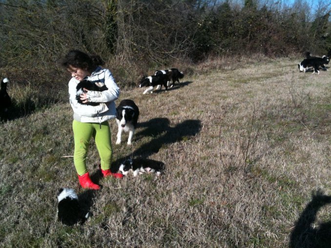 31.12.2011 Cuccioli "Gita in valle" - BORDER COLLIE più di 20 anni