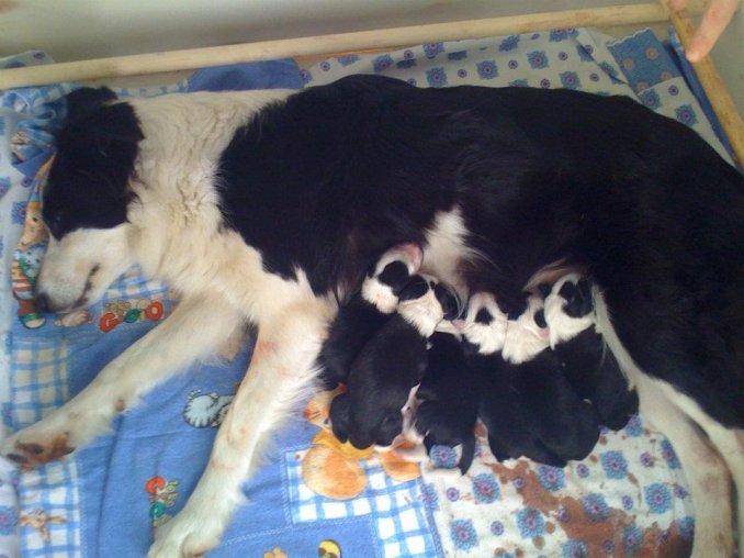 09/02/12 Sono nati i cuccioli di Fendi e Bingo - Da 1/4 di secolo BORDER COLLIE