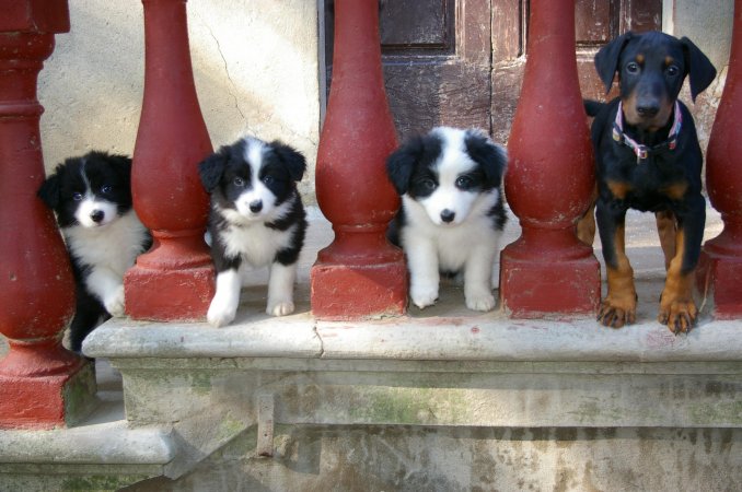 Cuccioli Border Collie - Da 1/4 di secolo BORDER COLLIE