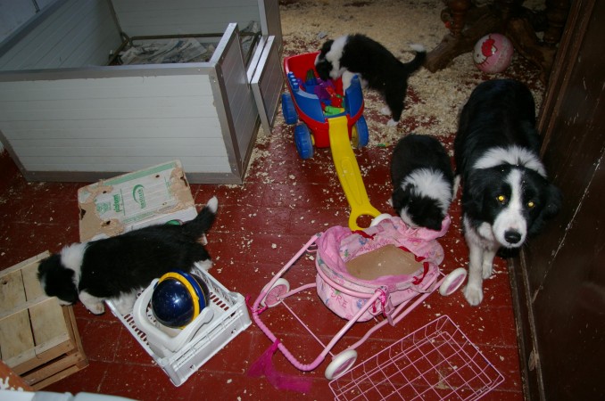 Giocare per crescere bene - Da 1/4 di secolo BORDER COLLIE