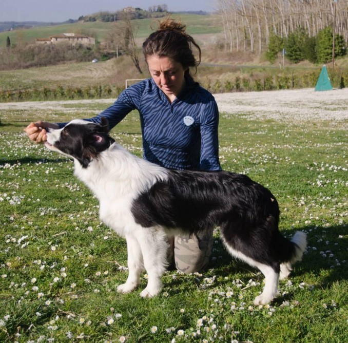 E' arrivato BORDERSTRAND AUSSIE STRIDER dall'Australia - Da 1/4 di secolo BORDER COLLIE