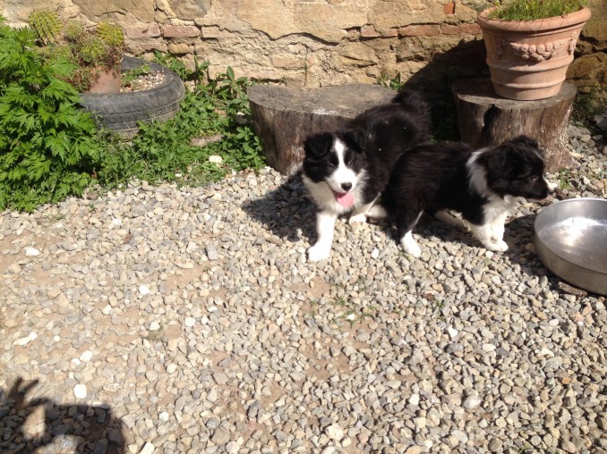 Cuccioli Border Collie in vendita disponibili - Da 1/4 di secolo BORDER COLLIE