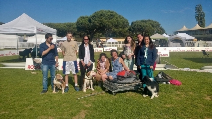 31/05 e 01/06/14 Expo internazionale Pisa, Empoli e raduno pastori Inglesi - Da 1/4 di secolo BORDER COLLIE