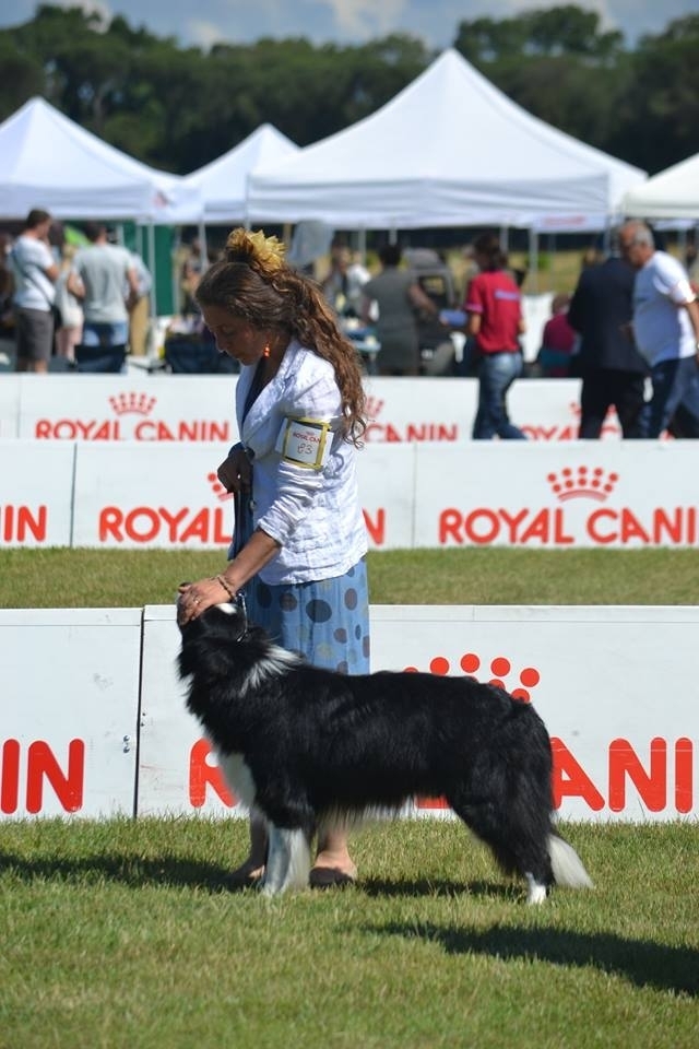 IO E IAGO EXPO PISA - Da 1/4 di secolo BORDER COLLIE