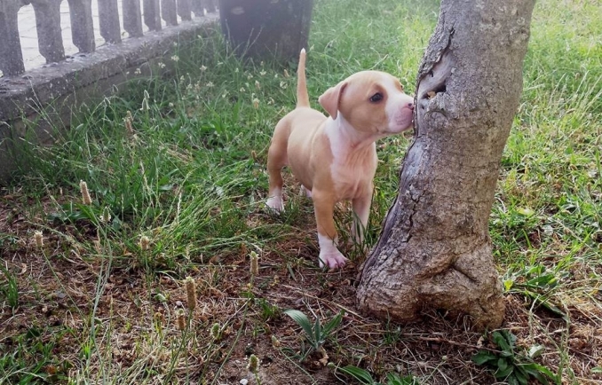 CUCCIOLI AMSTAFF DISPONIBILI - Da 1/4 di secolo BORDER COLLIE