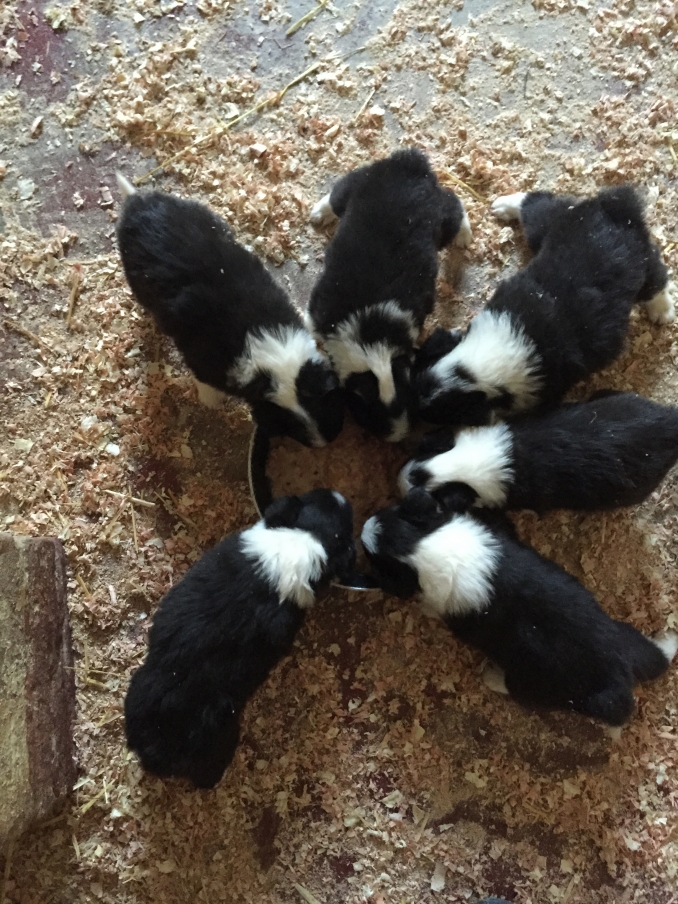 CUCCIOLI BORDER COLLIE - Da 1/4 di secolo BORDER COLLIE