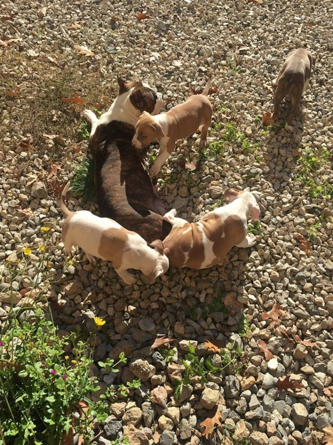 American Staffordshire Terrier cuccioli - BORDER COLLIE e AMSTAFF
