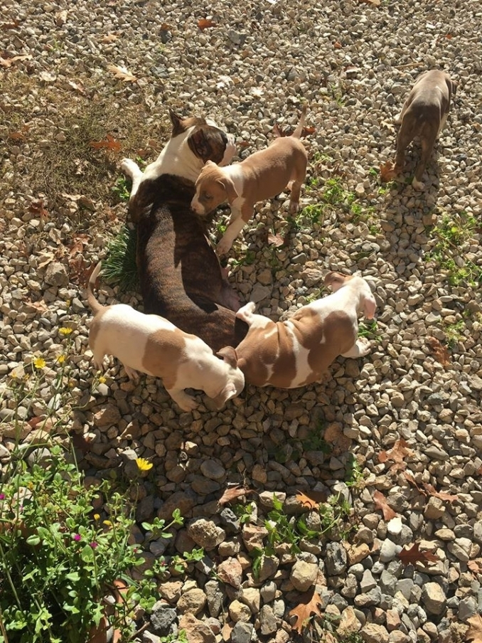 American Staffordshire Terrier cuccioli - Da 1/4 di secolo BORDER COLLIE