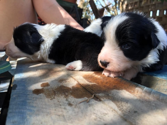 08/08/2017 l'estate ci ha regalato 5 cuccioli di border collie! - Da 1/4 di secolo BORDER COLLIE