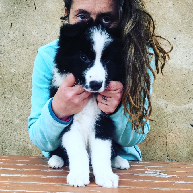  - Da 1/4 di secolo BORDER COLLIE