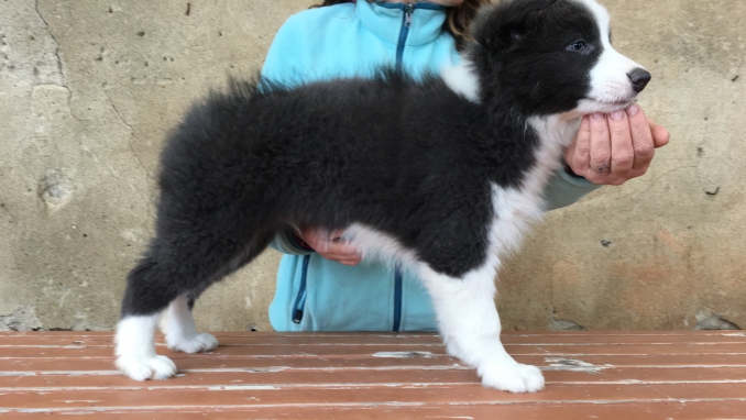 70 gg di bellezza..... - Da 1/4 di secolo BORDER COLLIE