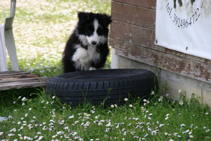  - Da 1/4 di secolo BORDER COLLIE