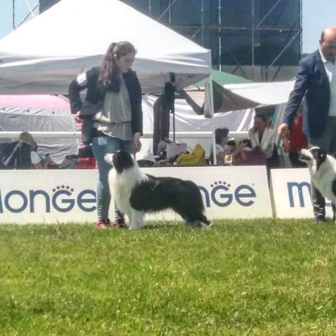 Raduno ed expo nazionale e internazionale PISA - Da 1/4 di secolo BORDER COLLIE