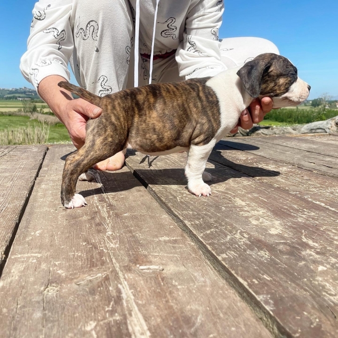 Cuccioli AmStaff disponibili dai primi di giugno - Da 1/4 di secolo BORDER COLLIE