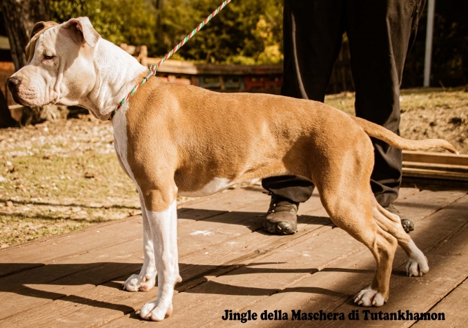 JINGLE DELLA MASCHERA DI TUTANKHAMON 5 MESI - Da 1/4 di secolo BORDER COLLIE