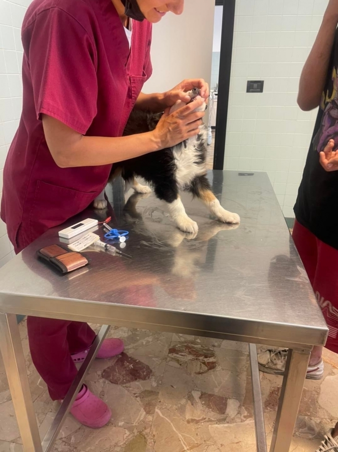 Vaccinati, chippati, iscritti Anagrafe canina Asl ed Enci per il pedigree - Da 1/4 di secolo BORDER COLLIE