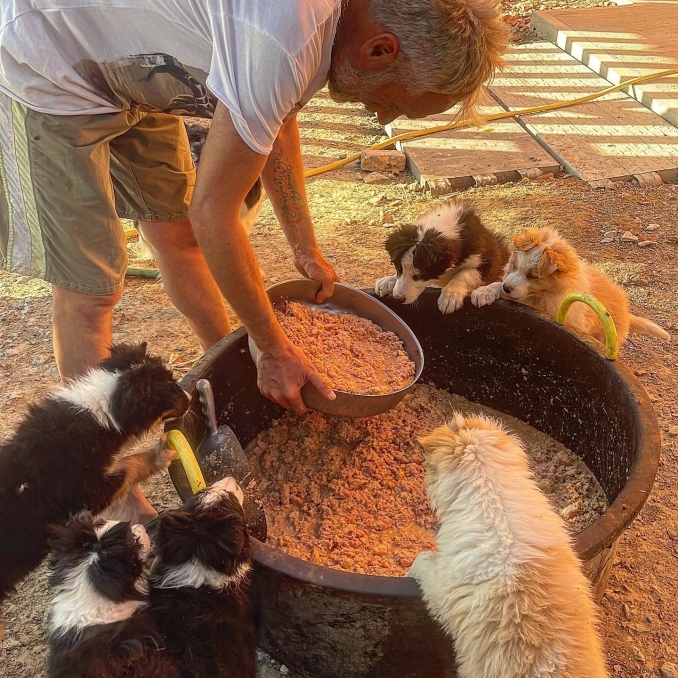 CUCCIOLI ED ALIMENTAZIONE NATURALE - Da 1/4 di secolo BORDER COLLIE