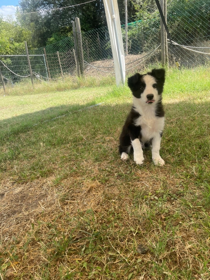 Uday della maschera di Tutankhamon - Da 1/4 di secolo BORDER COLLIE