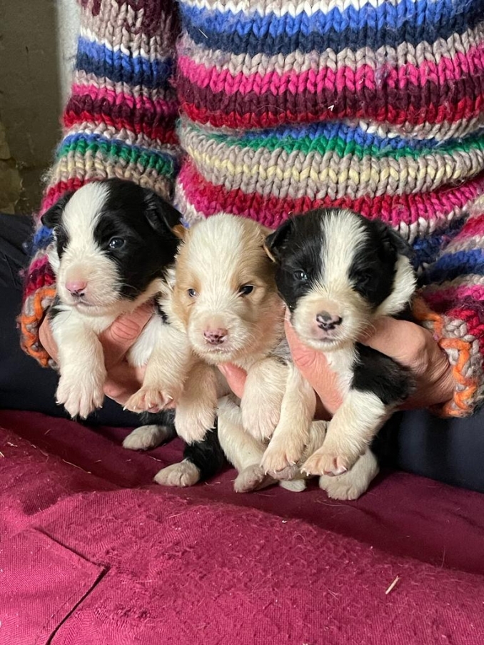  - Da 1/4 di secolo BORDER COLLIE