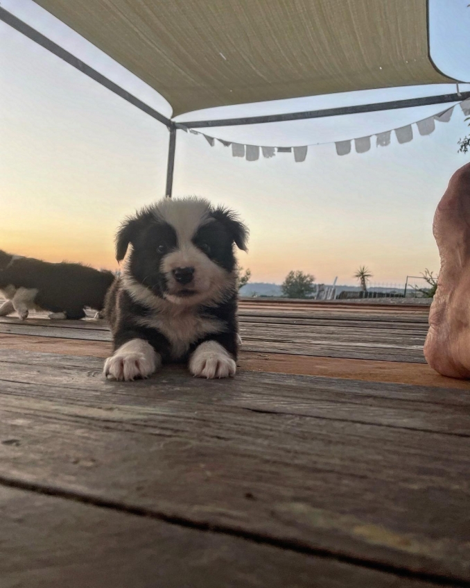 Cuccioli Kali x Mathis nati a giugno 2023 - Da 1/4 di secolo BORDER COLLIE