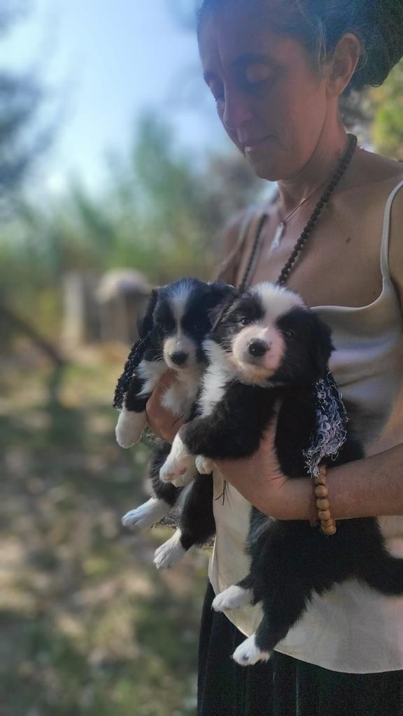  - Da 1/4 di secolo BORDER COLLIE